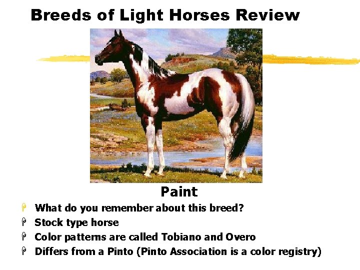 Breeds of Light Horses Review Paint H H What do you remember about this