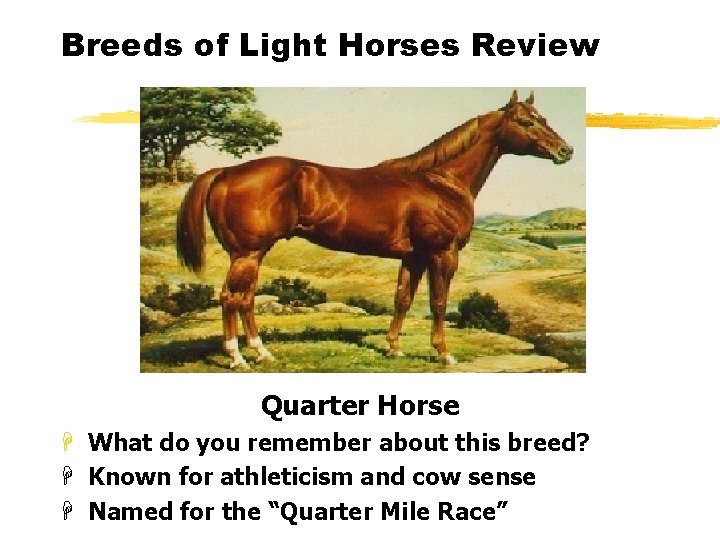 Breeds of Light Horses Review Quarter Horse H What do you remember about this