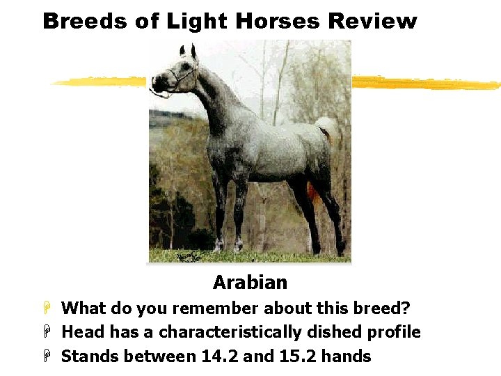 Breeds of Light Horses Review Arabian H What do you remember about this breed?