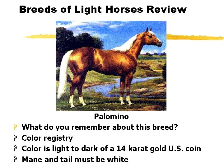 Breeds of Light Horses Review H H Palomino What do you remember about this