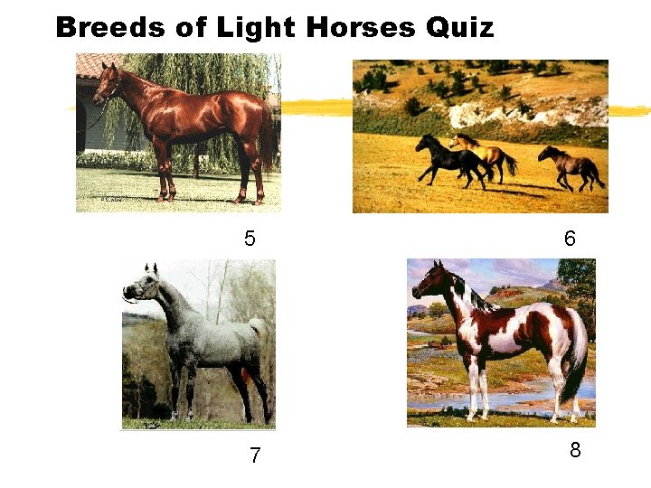 Breeds of Light Horses Quiz 5 6 7 8 