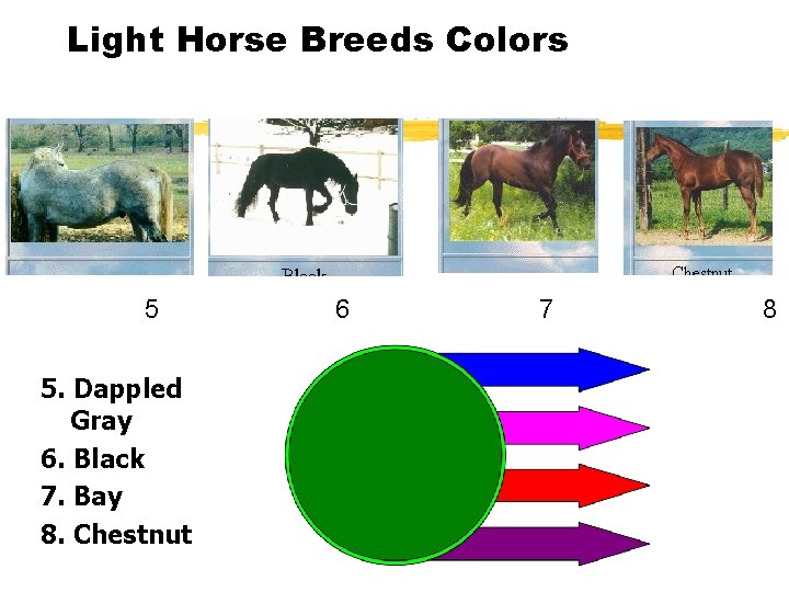 Light Horse Breeds Colors 5 5. Dappled Gray 6. Black 7. Bay 8. Chestnut