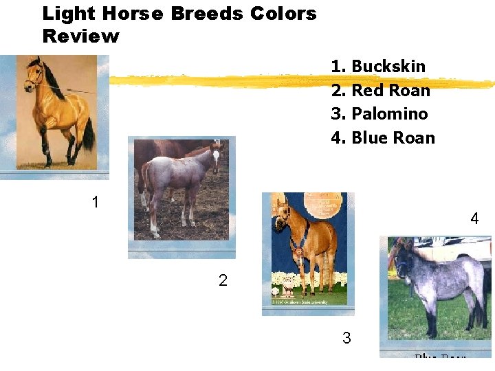 Light Horse Breeds Colors Review 1. Buckskin 2. Red Roan 3. Palomino 4. Blue