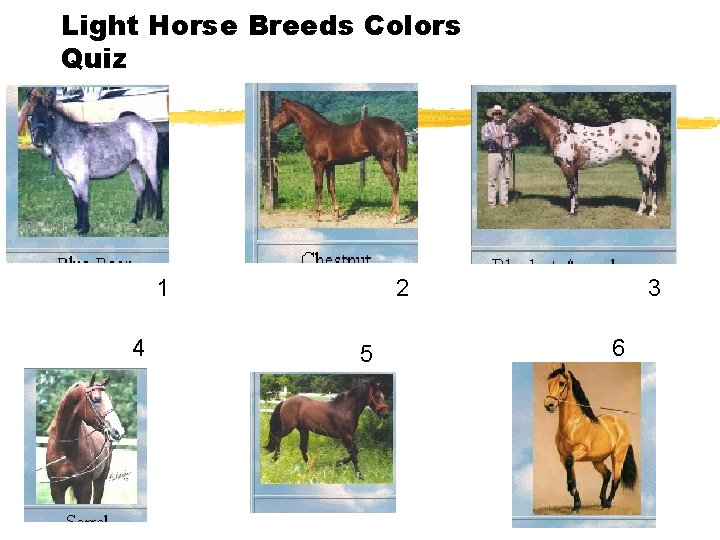 Light Horse Breeds Colors Quiz 1 4 2 5 3 6 