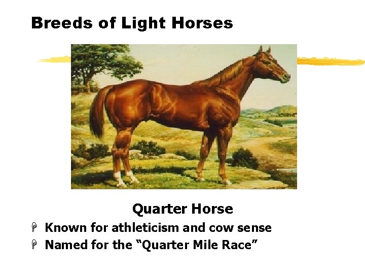 Breeds of Light Horses Quarter Horse H Known for athleticism and cow sense H