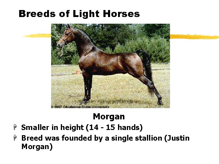 Breeds of Light Horses Morgan H Smaller in height (14 - 15 hands) H