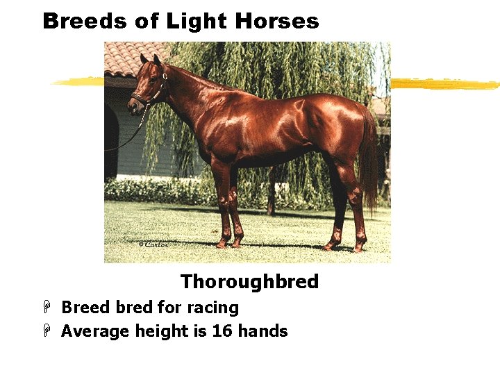 Breeds of Light Horses Thoroughbred H Breed bred for racing H Average height is