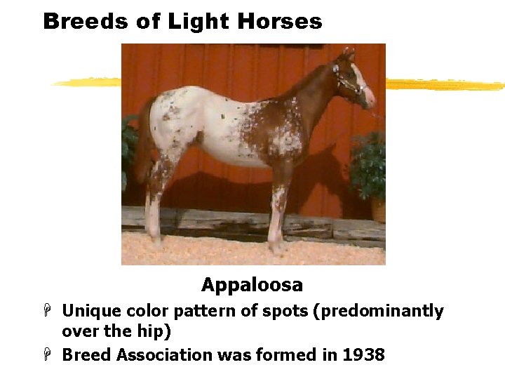 Breeds of Light Horses Appaloosa H Unique color pattern of spots (predominantly over the