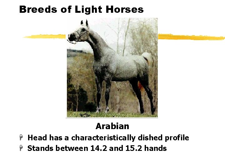 Breeds of Light Horses Arabian H Head has a characteristically dished profile H Stands