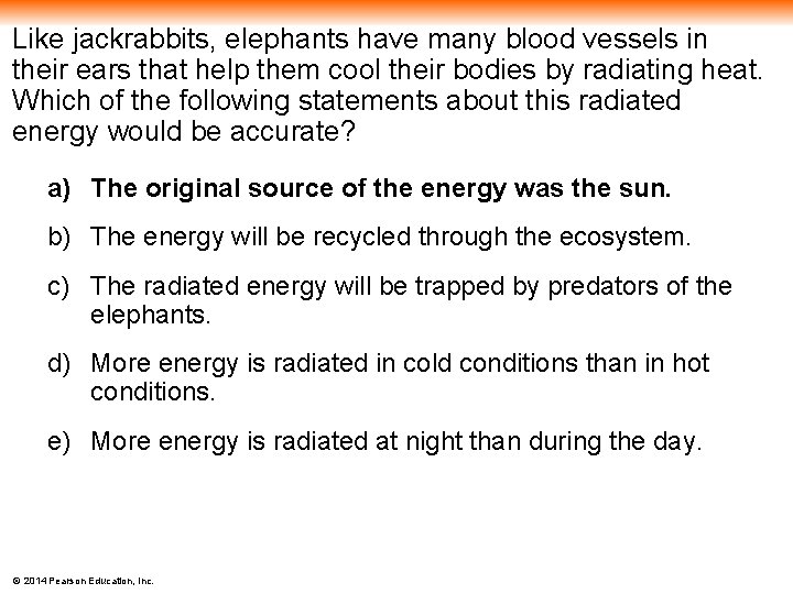 Like jackrabbits, elephants have many blood vessels in their ears that help them cool