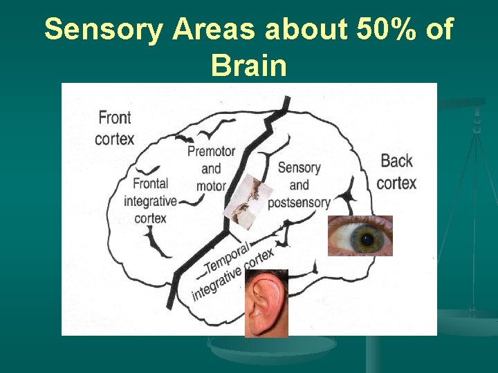 Sensory Areas about 50% of Brain 
