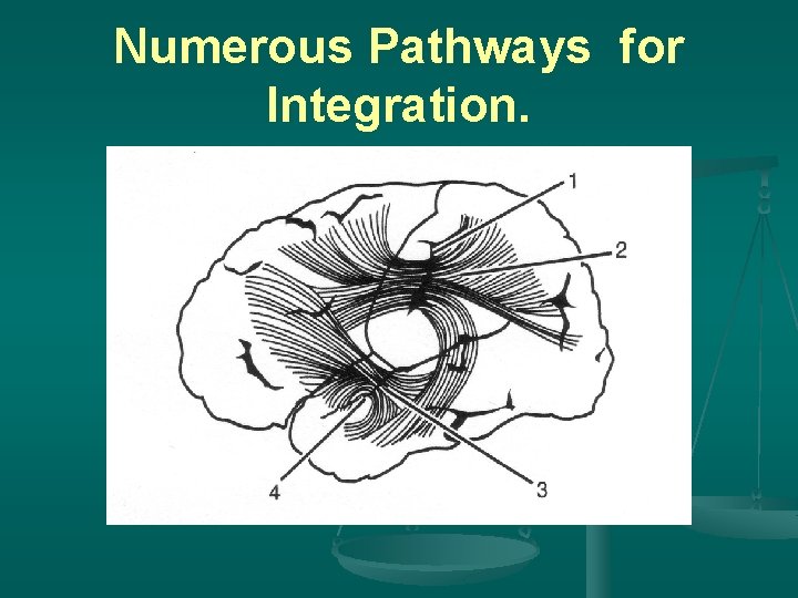 Numerous Pathways for Integration. 