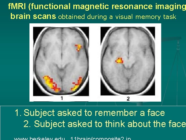 f. MRI (functional magnetic resonance imaging brain scans obtained during a visual memory task