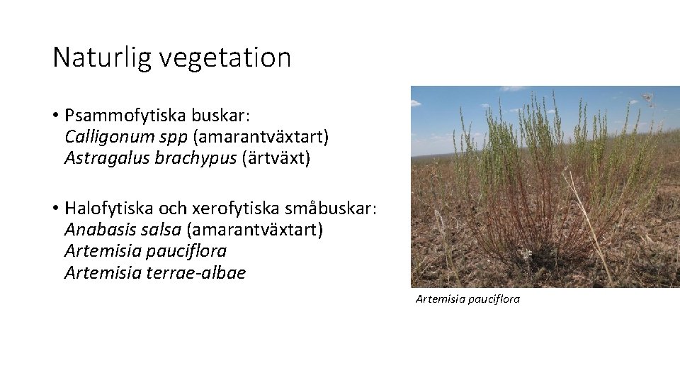 Naturlig vegetation • Psammofytiska buskar: Calligonum spp (amarantväxtart) Astragalus brachypus (ärtväxt) • Halofytiska och