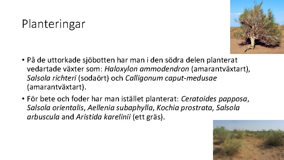 Planteringar • På de uttorkade sjöbotten har man i den södra delen planterat vedartade