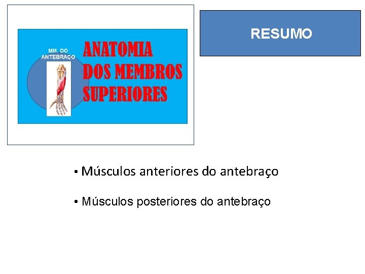 RESUMO • Músculos anteriores do antebraço • Músculos posteriores do antebraço 