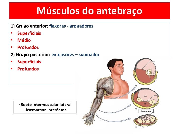 Músculos do antebraço 1) Grupo anterior: flexores - pronadores • Superficiais • Médio •