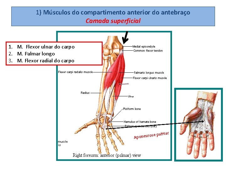 1) Músculos do compartimento anterior do antebraço Camada superficial 1. M. Flexor ulnar do