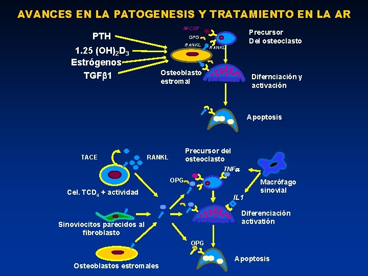 AVANCES EN LA PATOGENESIS Y TRATAMIENTO EN LA AR M-CSF PTH Precursor Del osteoclasto