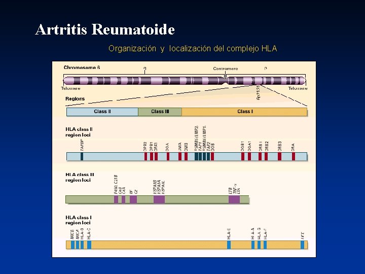 Artritis Reumatoide Organización y localización del complejo HLA 