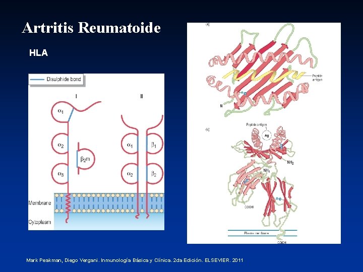 Artritis Reumatoide HLA Mark Peakman, Diego Vergani. Inmunología Básica y Clínica. 2 da Edición.