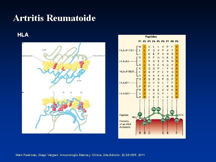 Artritis Reumatoide HLA Mark Peakman, Diego Vergani. Inmunología Básica y Clínica. 2 da Edición.