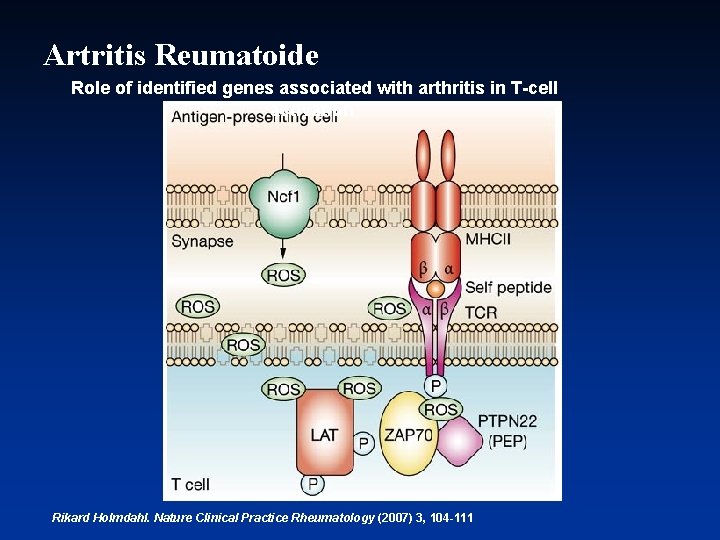 Artritis Reumatoide Role of identified genes associated with arthritis in T-cell activation Rikard Holmdahl.