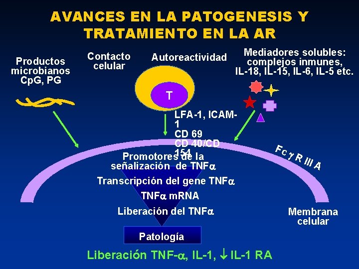 AVANCES EN LA PATOGENESIS Y TRATAMIENTO EN LA AR Productos microbianos Cp. G, PG