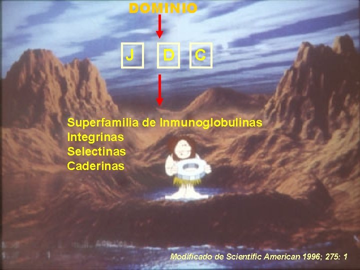 DOMINIO J D C Superfamilia de Inmunoglobulinas Integrinas Selectinas Caderinas Modificado de Scientific American