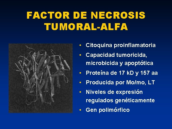 FACTOR DE NECROSIS TUMORAL-ALFA • Citoquina proinflamatoria • Capacidad tumoricida, microbicida y apoptótica •