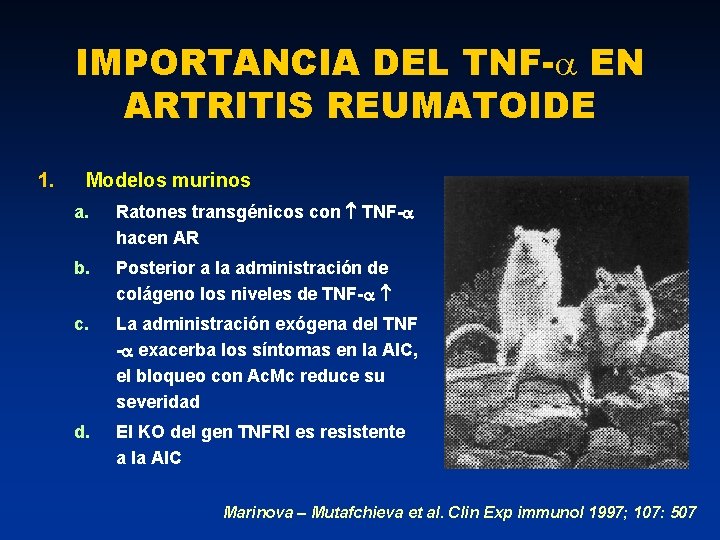 IMPORTANCIA DEL TNF- EN ARTRITIS REUMATOIDE 1. Modelos murinos a. Ratones transgénicos con TNF-