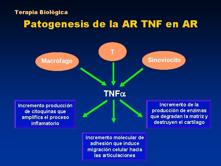 Terapia Biológica Patogenesis de la AR TNF en AR T Sinoviocito Macrófago TNF Incremento