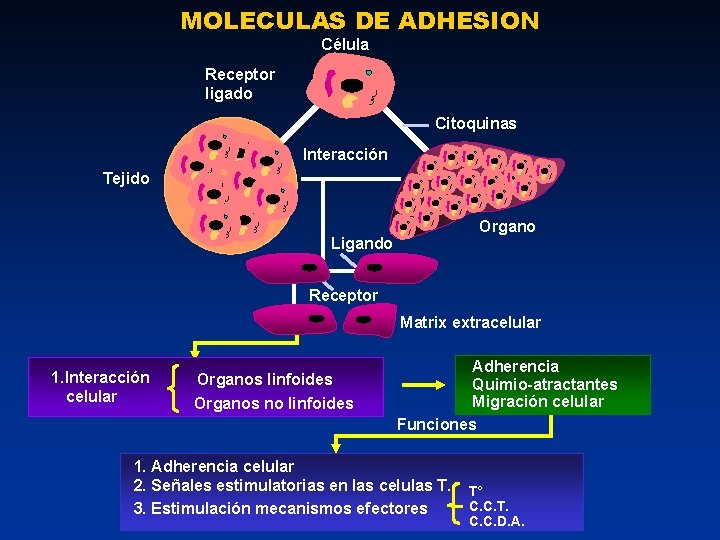 MOLECULAS DE ADHESION Célula Receptor ligado Citoquinas Interacción Tejido Organo Ligando Cel Receptor Cel