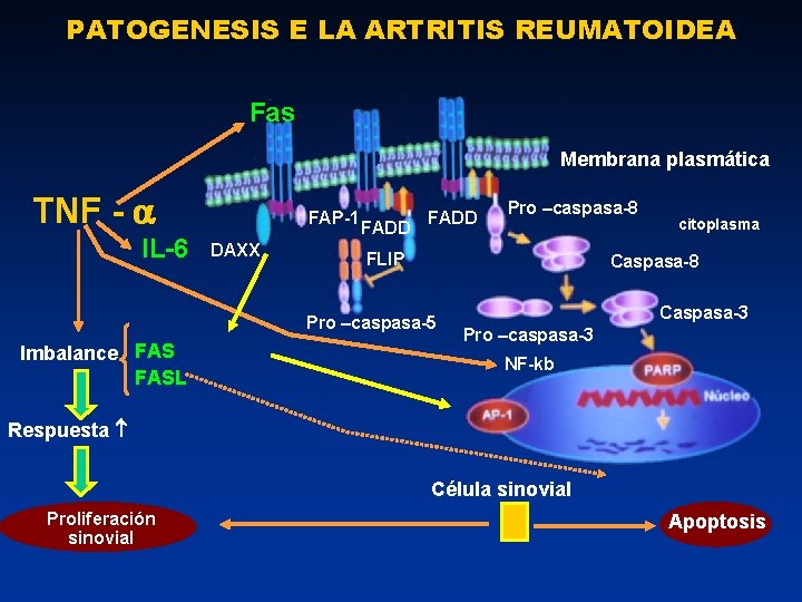 PATOGENESIS E LA ARTRITIS REUMATOIDEA Fas Membrana plasmática TNF - IL-6 FAP-1 DAXX FADD