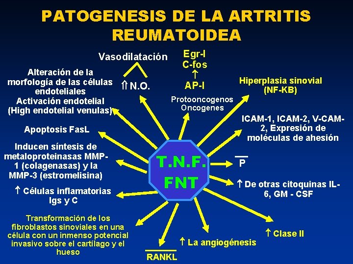 PATOGENESIS DE LA ARTRITIS REUMATOIDEA Egr-I C-fos AP-I Vasodilatación Alteración de la morfología de