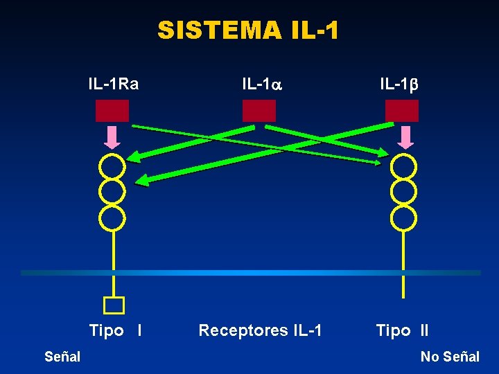 SISTEMA IL-1 Señal IL-1 Ra IL-1 Tipo I Receptores IL-1 Tipo II No Señal