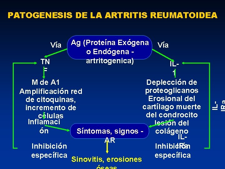 PATOGENESIS DE LA ARTRITIS REUMATOIDEA Ag (Proteína Exógena Vía o Endógena - artritogenica) TN