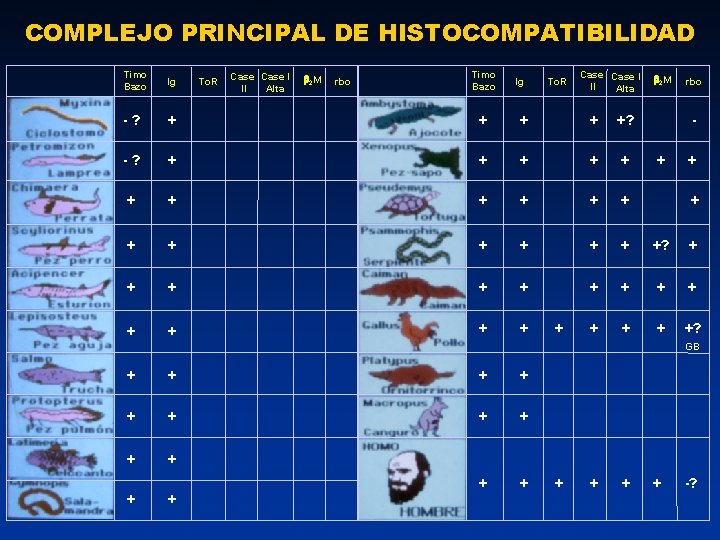 COMPLEJO PRINCIPAL DE HISTOCOMPATIBILIDAD Timo Bazo Ig - ? + + + + +?
