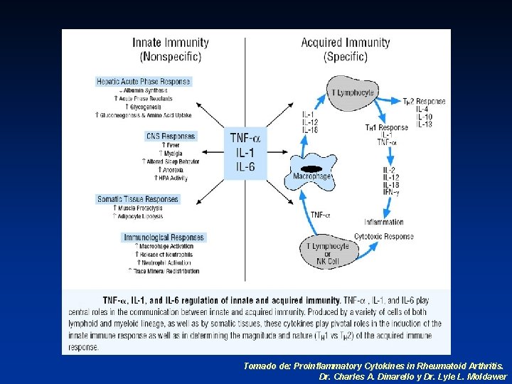 Tomado de: Proinflammatory Cytokines in Rheumatoid Arthritis. Dr. Charles A. Dinarello y Dr. Lyle