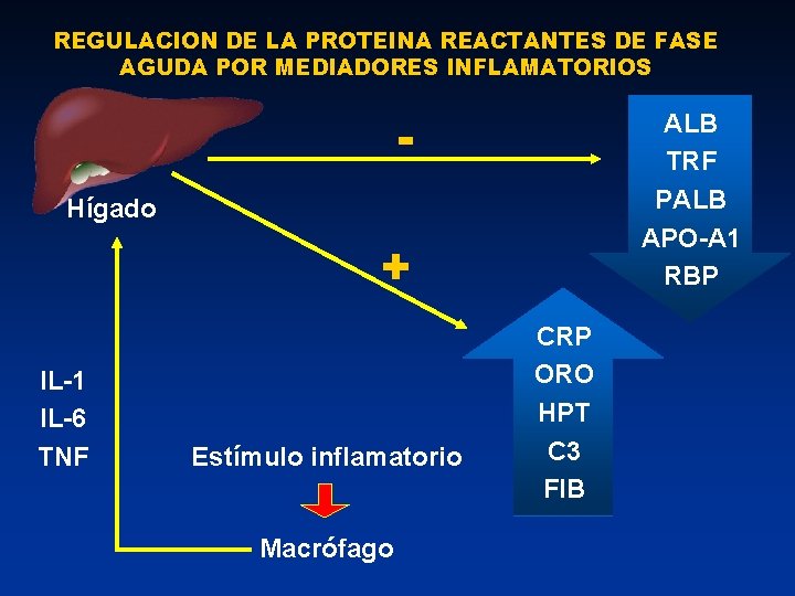 REGULACION DE LA PROTEINA REACTANTES DE FASE AGUDA POR MEDIADORES INFLAMATORIOS - ALB TRF