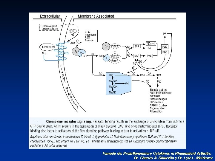 Tomado de: Proinflammatory Cytokines in Rheumatoid Arthritis. Dr. Charles A. Dinarello y Dr. Lyle