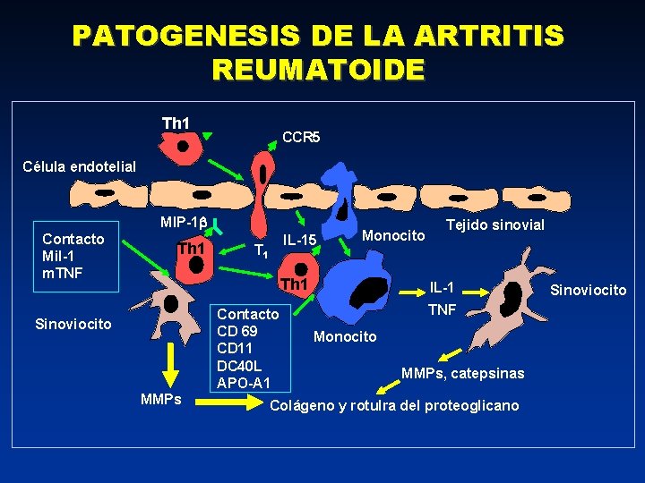 PATOGENESIS DE LA ARTRITIS REUMATOIDE Th 1 CCR 5 Célula endotelial MIP-1 Contacto Mil-1