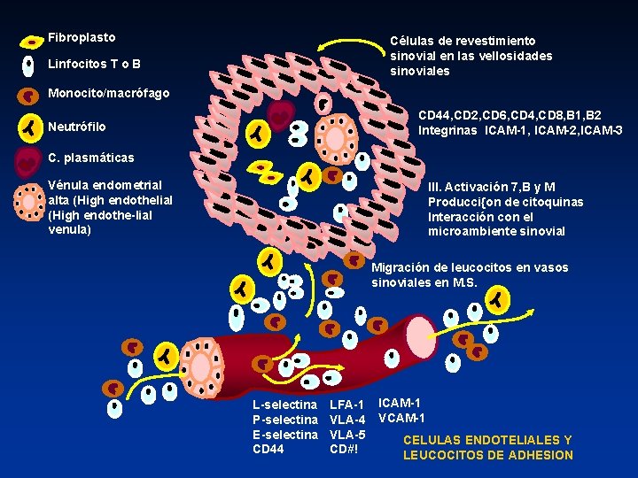 Fibroplasto Células de revestimiento sinovial en las vellosidades sinoviales Linfocitos T o B Monocito/macrófago