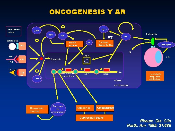 ONCOGENESIS Y AR - Modulación celular Egr 1 jund myc - Esteroides Retrovirus ras
