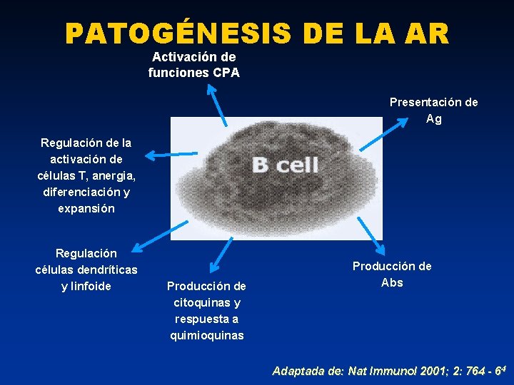 PATOGÉNESIS DE LA AR Activación de funciones CPA Presentación de Ag Regulación de la