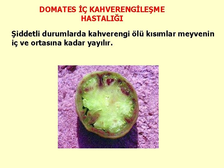 DOMATES İÇ KAHVERENGİLEŞME HASTALIĞI Şiddetli durumlarda kahverengi ölü kısımlar meyvenin iç ve ortasına kadar