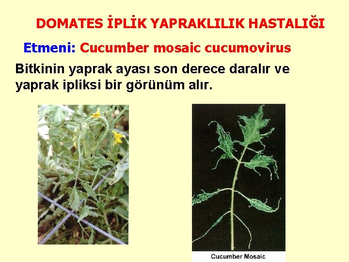 DOMATES İPLİK YAPRAKLILIK HASTALIĞI Etmeni: Cucumber mosaic cucumovirus Bitkinin yaprak ayası son derece daralır