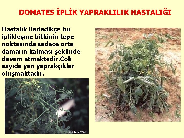 DOMATES İPLİK YAPRAKLILIK HASTALIĞI Hastalık ilerledikçe bu iplikleşme bitkinin tepe noktasında sadece orta damarın