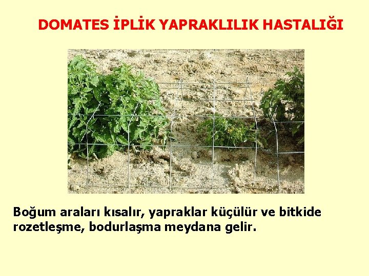 DOMATES İPLİK YAPRAKLILIK HASTALIĞI Boğum araları kısalır, yapraklar küçülür ve bitkide rozetleşme, bodurlaşma meydana