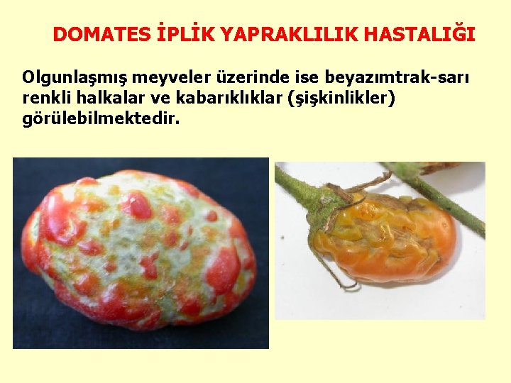 DOMATES İPLİK YAPRAKLILIK HASTALIĞI Olgunlaşmış meyveler üzerinde ise beyazımtrak-sarı renkli halkalar ve kabarıklıklar (şişkinlikler)